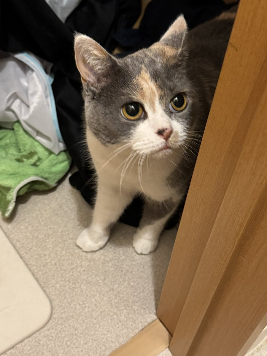 ユウノ (@youno717) / Posts / X