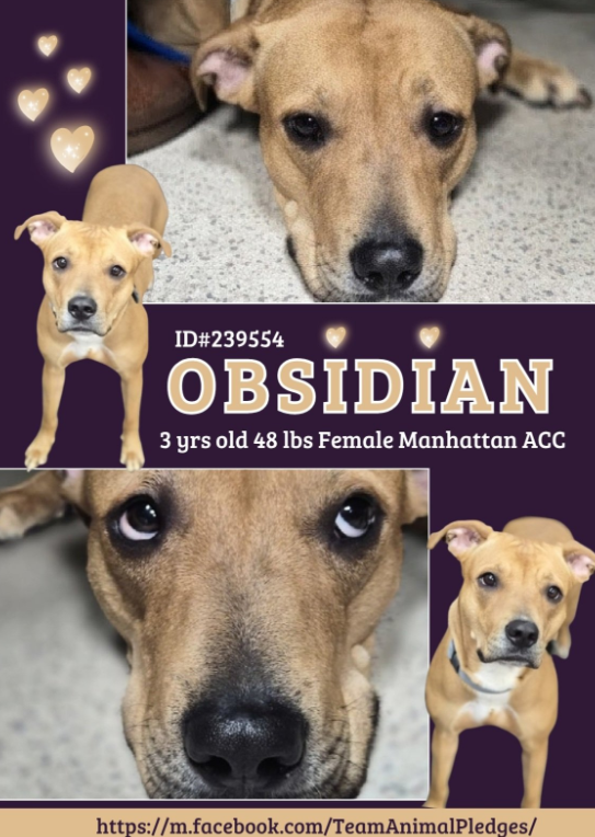 NMBewitched's tweet image. #HappyThanksgiving 

Meet Obsidian, again💔
nycacc.app/#/browse/239554 
#AdoptMe 

This lovely social girl is back in a cage at #NYCACC 
Can we right the wrong done to her? 

Obsidian needs to learn to share her treasures. 
Easy enough to do w/ trade up games 
Why does no one want…