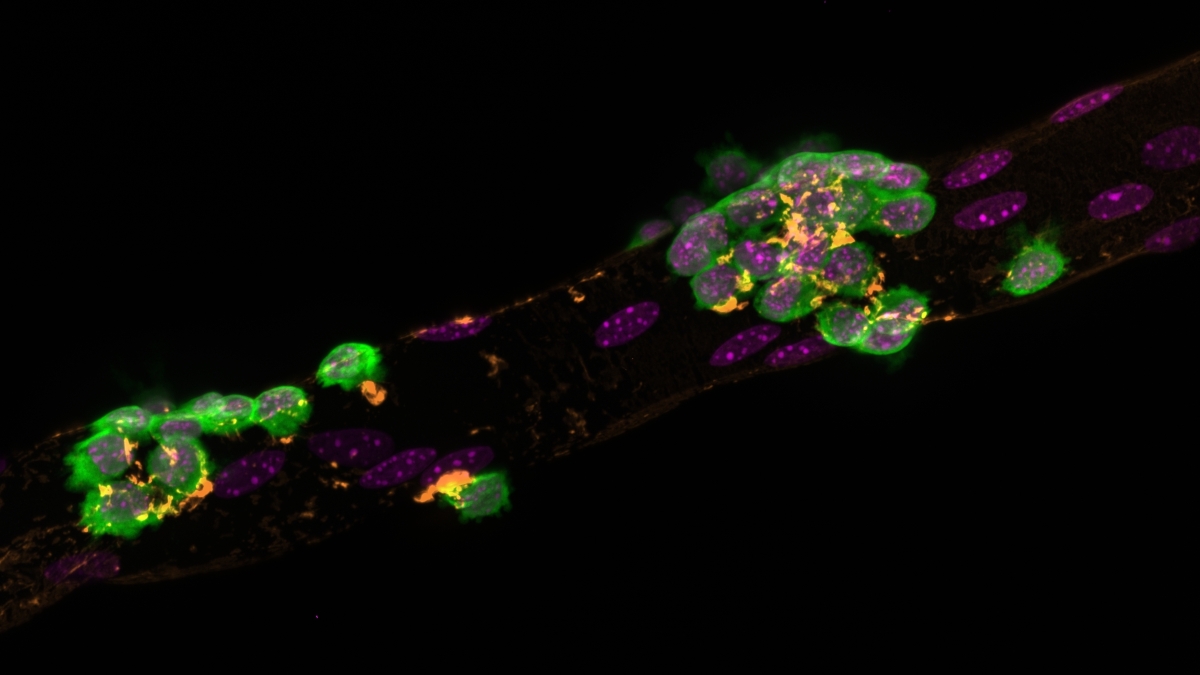Rüegg Lab tweet media