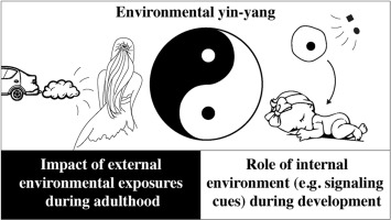 My review paper is out!
As we all navigate through life's yin yang, here is my humble attempt at a scientific yin yang 😀
authors.elsevier.com/a/1m9aT2mzTkyh3
Trying to showcase my love for developmental biology and strolling on a bridge to a new interest in toxicology 🥰😃
#ThankfulThursday