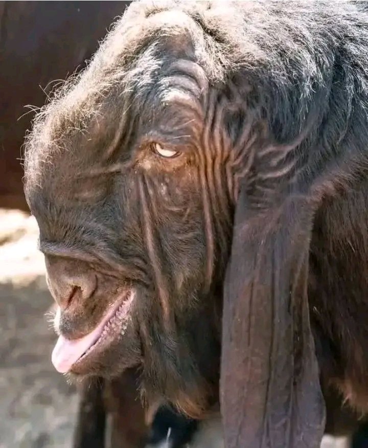 Ku Masvingo Kwaita zi GOAT 🤣🤣⚡⚡⚡lightning vs Council