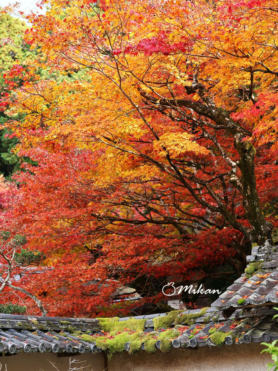 N1T2M322's tweet image. 11/28 華金です🧡

おはようございます💙
夜中に雨が降ったためかわりと暖かいです🍀
週末はまた天気が良さそうですね☀️
リフレッシュできそうです🍁🌼

皆さまが素敵な一日になりますように🥰