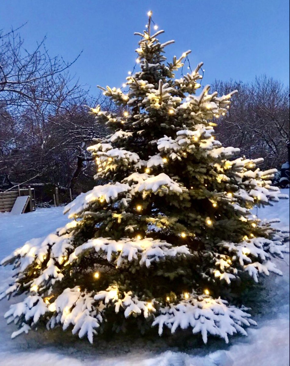 cloudymamma's tweet image. … our garden tree 🌲 last year

soon it will be another task … putting the lights on 🪜 as it gets forever taller and wider🤣🎄  

Wonderful Seasonal Challenges to Brighten Up Long Dark Days 

Scotland 

#ChristmasTree