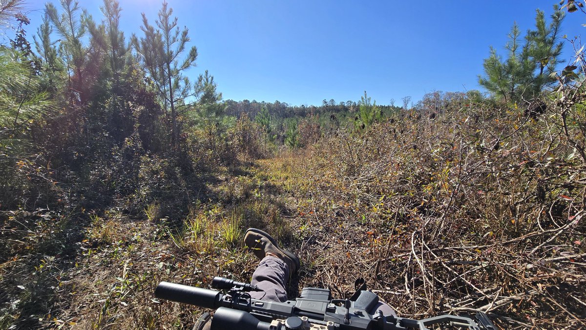 我给附近所有的鹿都寄出了感恩节晚餐的邀请函，但不知道是不是邮件寄丢了。
