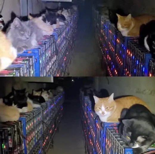 DocumentingBTC's tweet image. A bitcoin mine in Mongolia during the freezing winter kept overheating and shutting down until engineers installed cameras and found the reason was stray cats sleeping on the warm machines, blocking ventilation and forcing the mining rigs into automatic shutdown.