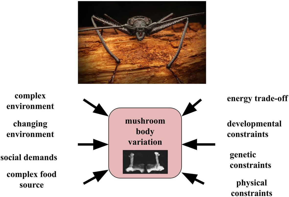 Physiological Entomology tweet media
