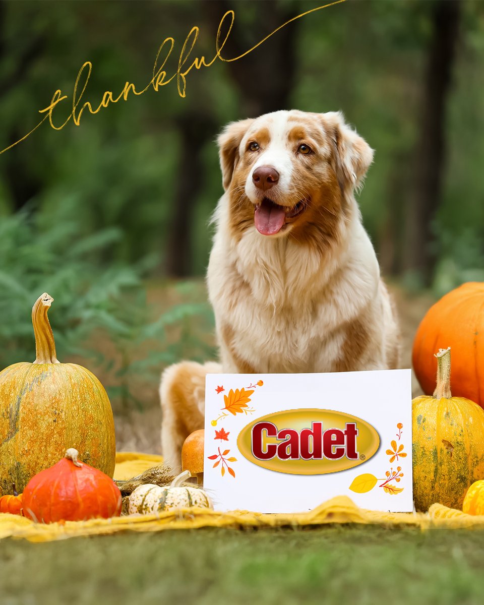 CadetPet's tweet image. Time for feasting, fun, and above all, family. Happy Thanksgiving to you and yours! 🦃🐾

#CadetPet #thanksgiving #thanksgiving2025