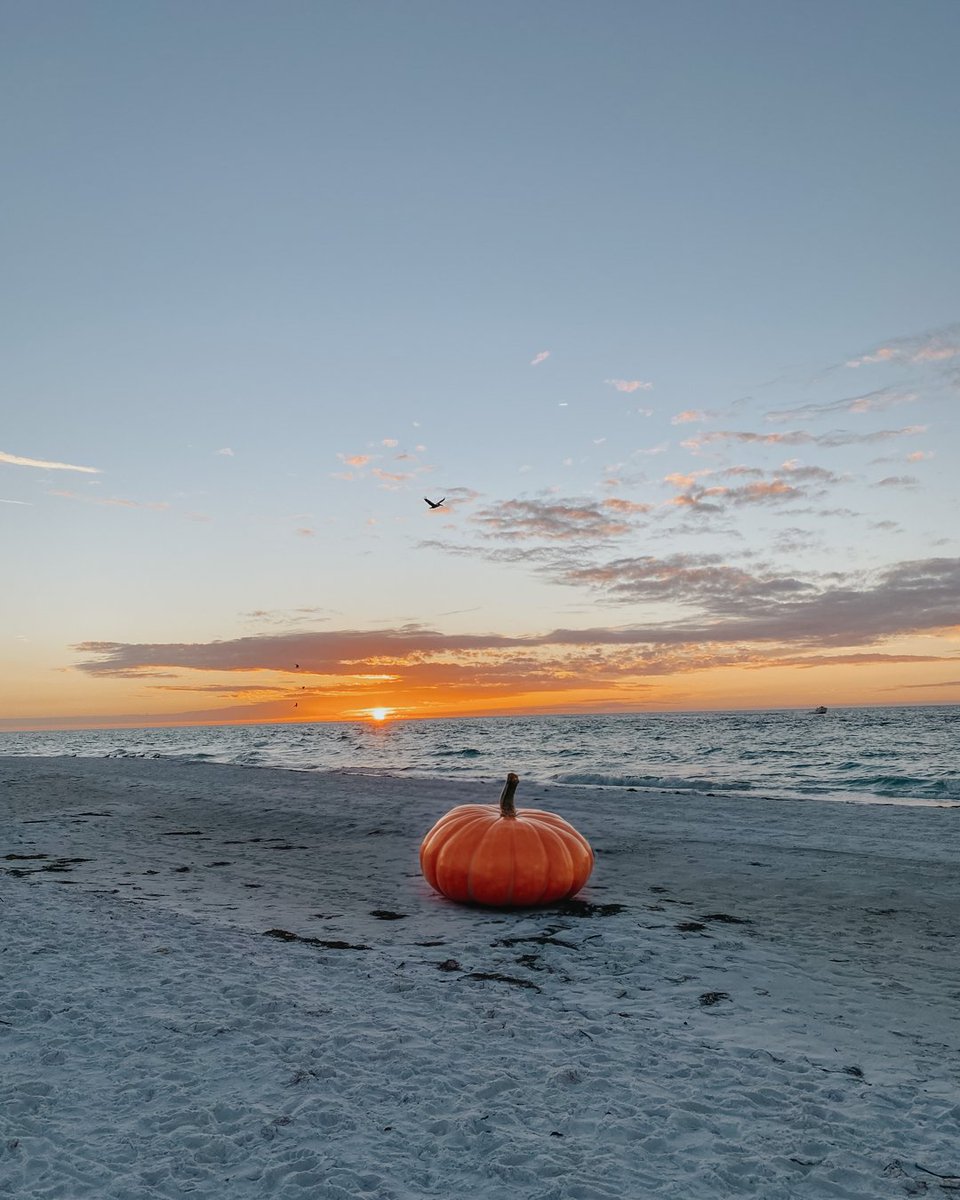 VisitBradenton's tweet photo. From the Bradenton Area shoreline to your table, Happy Thanksgiving. π§‘π¦
#RealAuthenticFlorida #LoveFL #AnnaMariaIsland https://t.co/atsDYMWIdh