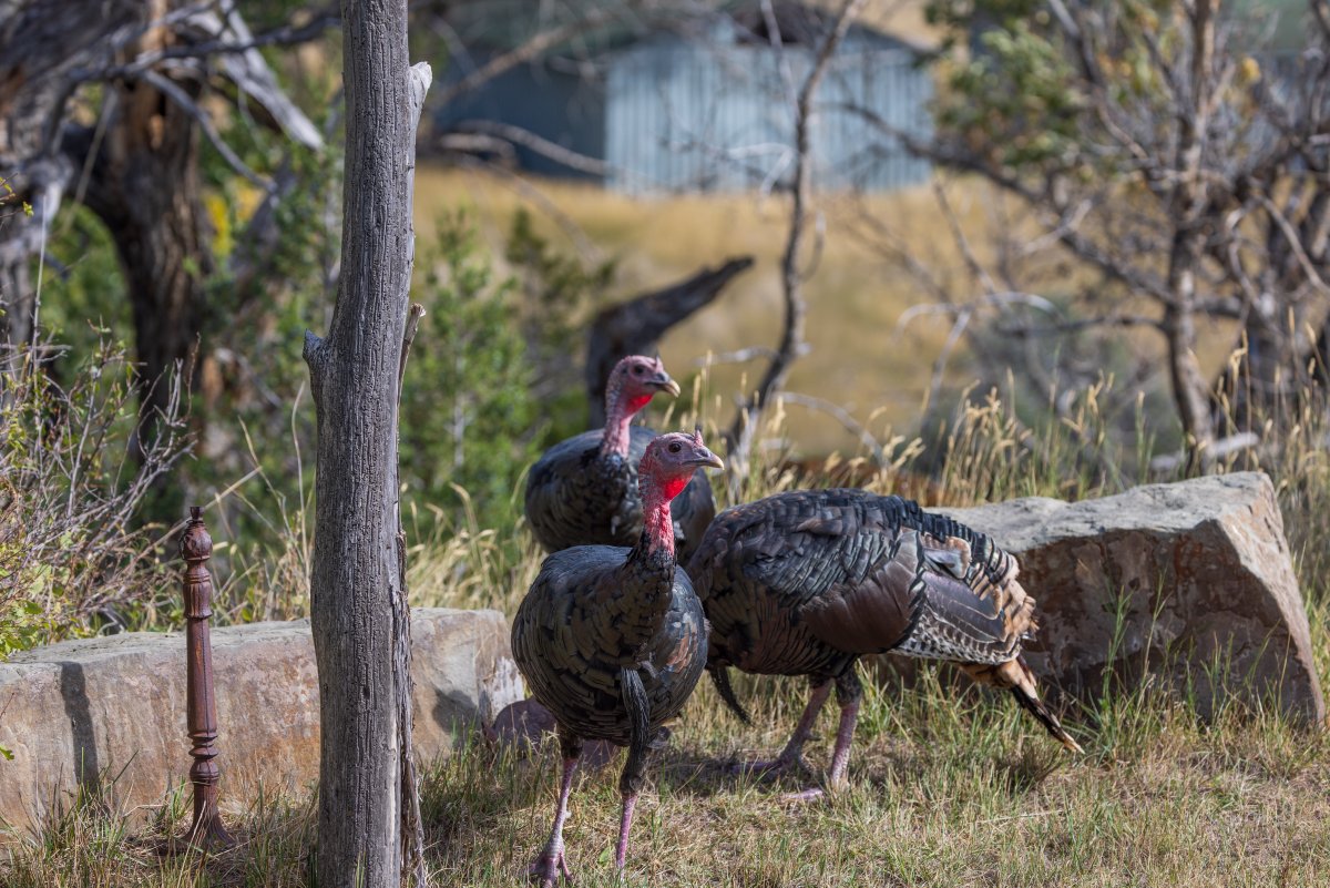 🦃 Happy Thanksgiving fine Twitter people.  🍂