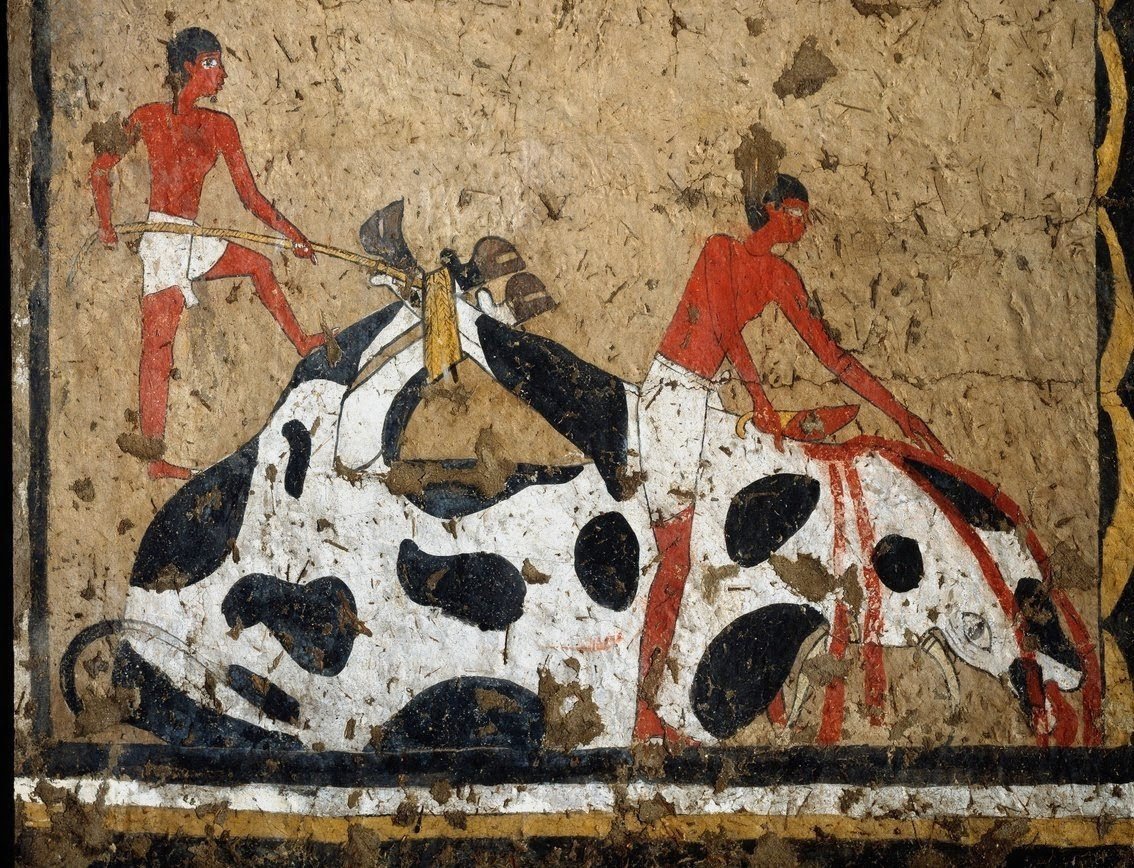 DrAmrSaeb's tweet image. In the #frescoes from the tomb of Iti, #Ancient #Egyptian cattle slaughter looks very similar to later ritual practices. The ox was brought down by tying its hind legs with a rope, then immobilized, beheaded, and cut into pieces. The first piece removed was the front right leg…