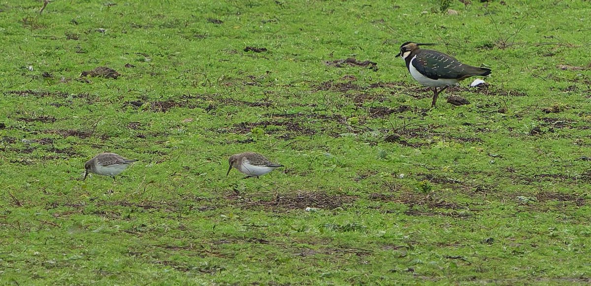 Amongst the hundreds of Golden Plover, Dunlin and Lapwing on the Dumbles were 3 Little Stint seen from the Estuary Tower <a href="/WWTSlimbridge/">WWT Slimbridge</a> . 5 Ruff in with the Redshank on the Tack Piece plus 45+ Curlew &amp; 35+ Whitefront Geese. 300+ Dunlin on the Rushy. <a href="/slimbridge_wild/">Slimbridge Sightings</a> #GlosBirds
