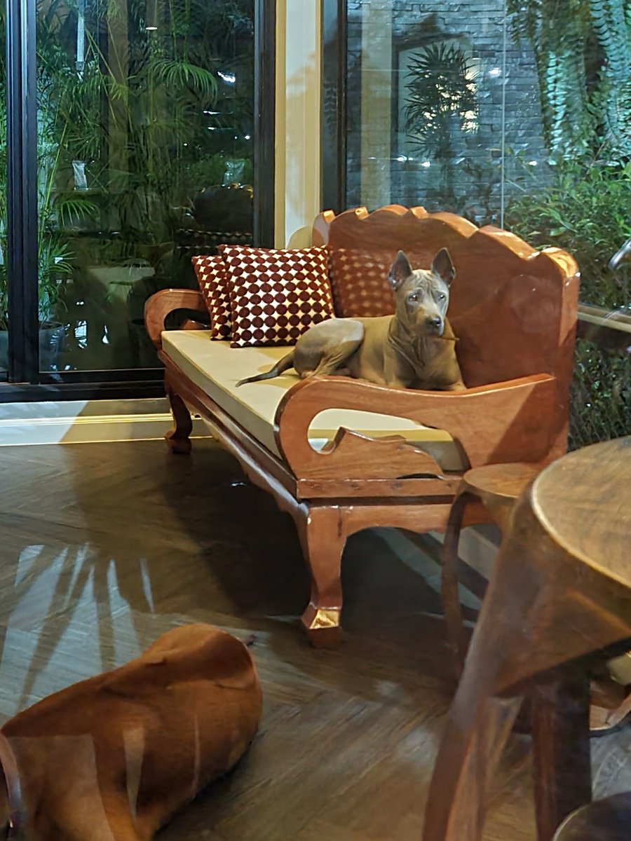 LoukgolfLG's tweet image. ประกาศตามหา น้องหมาหลังอานสีเทา น้องออทั่ม หลุดไปช่วงน้ำท่วมแถวทุ่งลุง หายไปหลายวันแล้วยัง ไม่เจอเลย ทางครอบครัวหวังว่าน้องจะว่ายน้ำไปเจอคนใจดีช่วยไว้ได้ ทางเรายังไม่ถอดใจ ใครพบเจอน้องหมาหลังอานสีเทา ตามภาพ โทรแจ้งคุณมะปราง ที่เบอร์ 0864239656 หน่อยนะคะ 😓😭