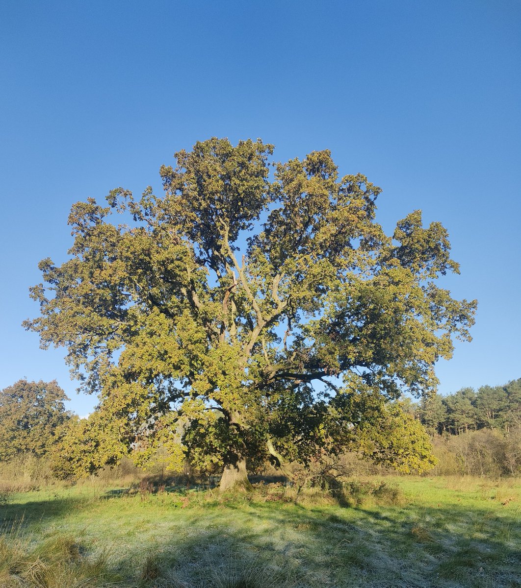 Tree_Folklore's tweet image. In a landscape where nature has grown scarce, Ireland’s Oak trees stand as cornerstones of the remaining wild places 🌳❄️

One of the Seven Nobles of the Wood, the Oak supports more biodiversity than any other tree in Ireland...over 280 insect species, with some estimates…