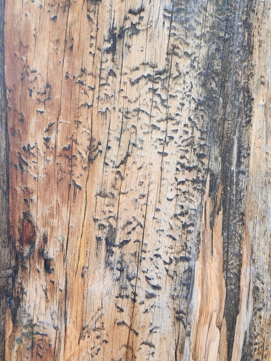 GregLionhart's tweet image. #Tree #Hiking #MyPhoto #Photography