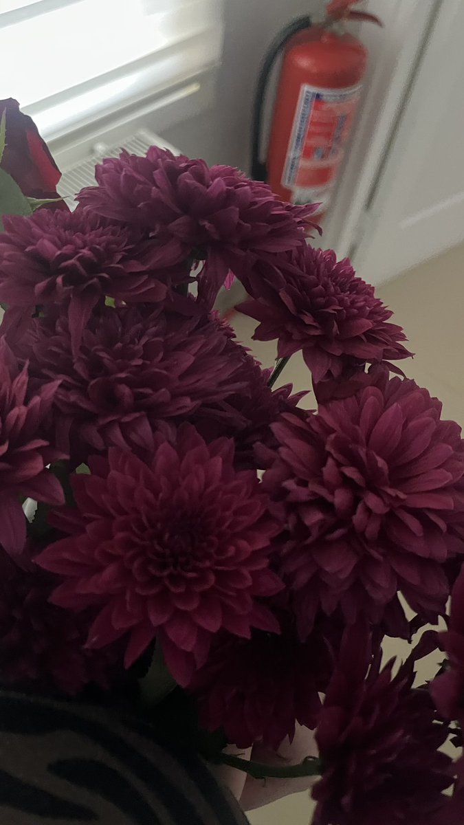 Neyseki kasım bitmeden kasımpatılar alındıı