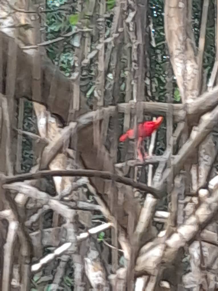 En la reunión sobre OMEC, ¡especialistas del CNAP,  recorren la impresionante belleza de "El Santuario Pantano Caroní", la cual está en proceso de ser declarado Área Protegida bajo la categoría de OMEC.

<a href="/citmacuba/">Ministerio de Ciencia, Tecnología y Medio Ambiente</a> 
<a href="/AMA_CUBA/">AMACuba</a>