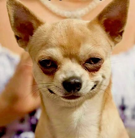 When you manipulate your wife into ordering chinese again instead of momo