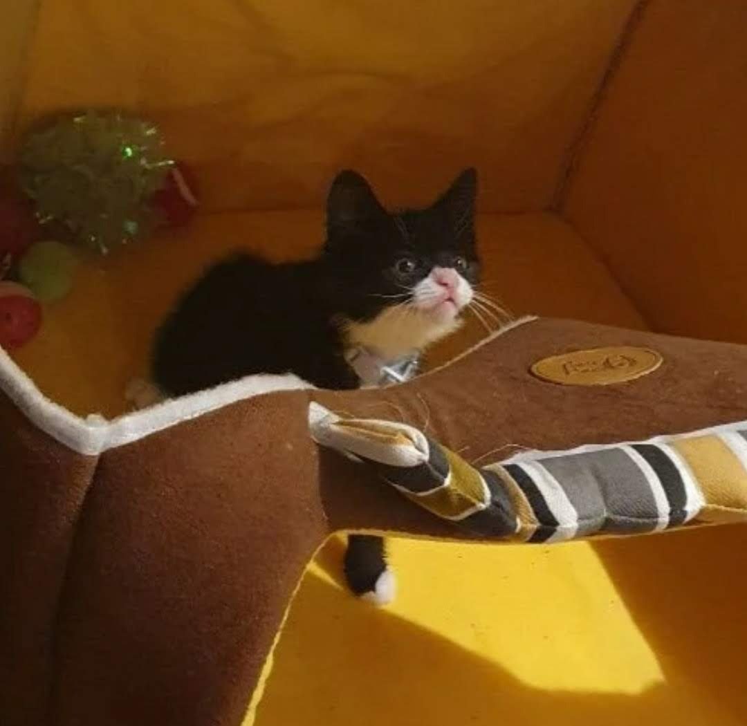 Holly Brockwell tweet media