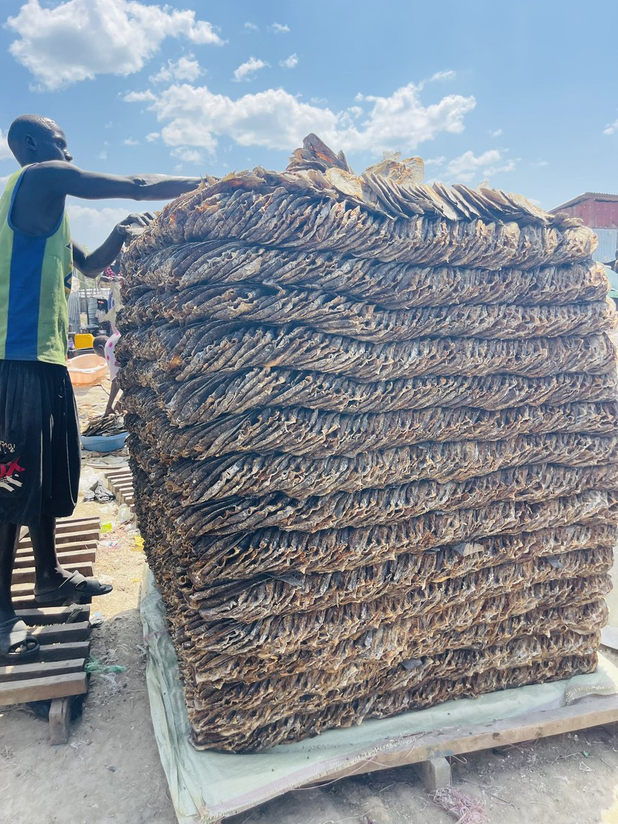 #SSOX, sometimes I feel like poverty in this context is man-made in most parts of South Sudan. Below is a heap of salted fish picture waiting for traders from DR Congo to come and buy it and brand it as MADE FROM DRC. Jonglei State government, what’s your excuse for being broke?