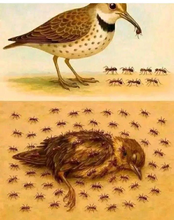 يقول ابن جدلان :

أثر الزمن دوّار وأيامنا طيش 
ومصادم الأيام يحتاج صمله

الطير ياكل نملة الأرض ويعيش
وان مات ترجع تأكل الطير نملة