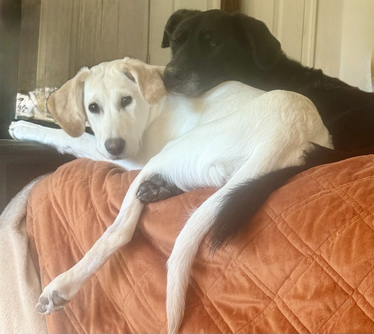 Happy Thanksgiving from Noodle,Daisy and me. 🫶