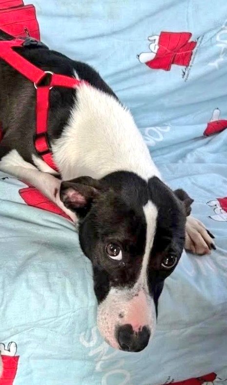 #Cordoba

Venús♥️ cordobesa y preciosa.

Muy bonita,muy tierna, muy dulce y muy pequeñita (de tamaño bodeguero, solo  12 kg.)

NECESITA un hogar, una familia que se enamore de ella

Cto:  <a href="/lahuelladedasha/">Asociación la Huella de Dasha</a>