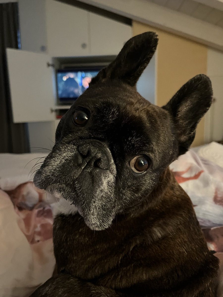 NeroFrenchi's tweet image. Wasss?
Hä? Du siehst nigs?
Warum nücht? Mach einpfach die Augen aupf!