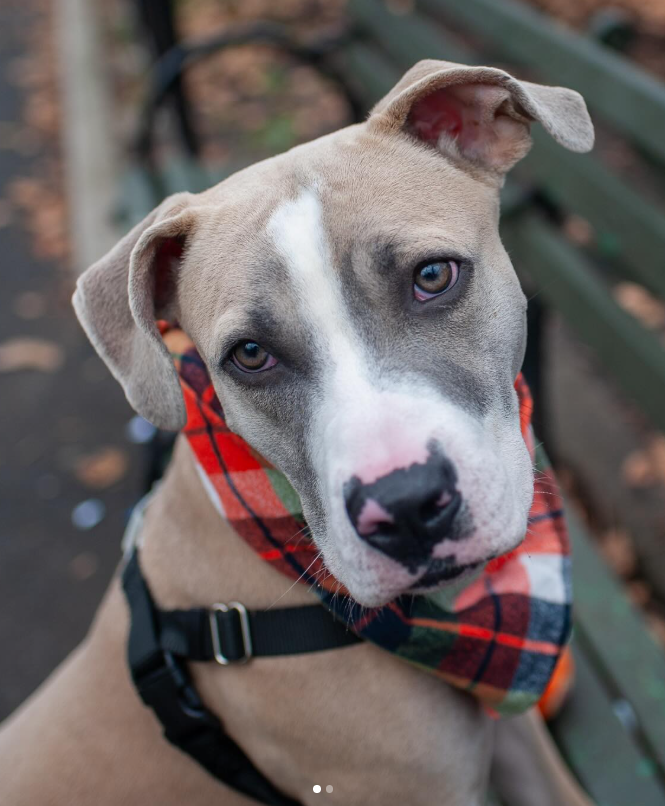 NMBewitched's tweet image. How about some cute #Thanksgiving photos? 

Princeton 😍😇😍