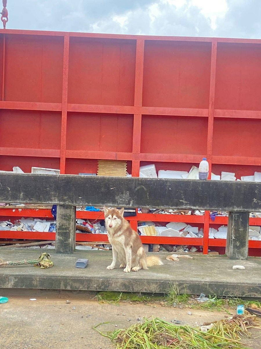 ไซบีเรียนลูกใครไม่รู้ น้องน่าจะโดนน้ำพลัดหลงมาอยู่ตรงนี้ ฝากช่วยแชร์ต่อหน่อยค่ะเผื่อเจ้าของตามหาอยู่จะได้ รีบมารับกลับบ้าน เหมือนน้องก็ไม่รู้เหมือนกันว่าจะไปทางไหนแล้ว

พิกัด 69 รีสอร์ทหาดใหญ่ คลอง ร.5

#หาดใหญ่ #สงขลา #ตรัง