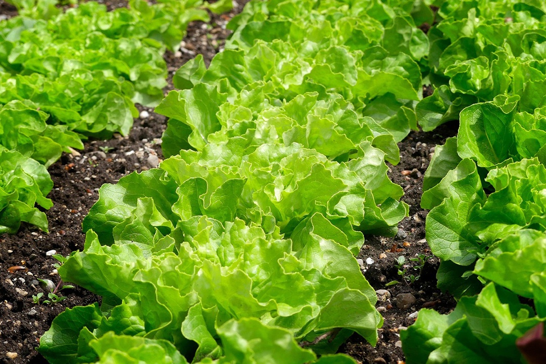 asociacionruvid's tweet image. 🥬🥕 La combinación de bioestimulantes y estrés salino controlado mejora los microbios que comemos en hortalizas is.gd/Nouh3m

Un estudio del Instituto de Biología Molecular y Celular de Plantas (CSIC-UPV).