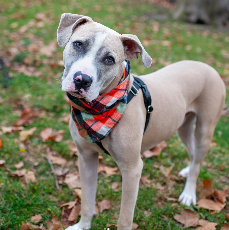 NMBewitched's tweet image. How about some cute #Thanksgiving photos? 

Princeton 😍😇😍