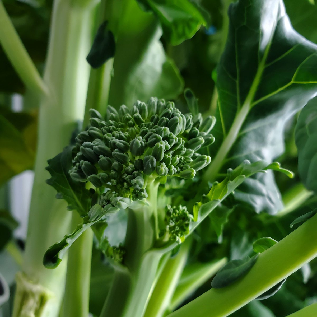 Fork Farms tweet media