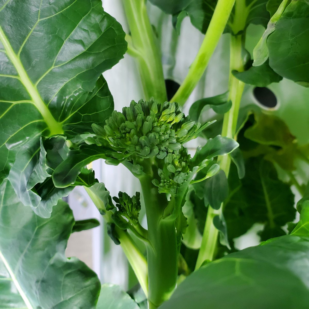 Fork Farms tweet media