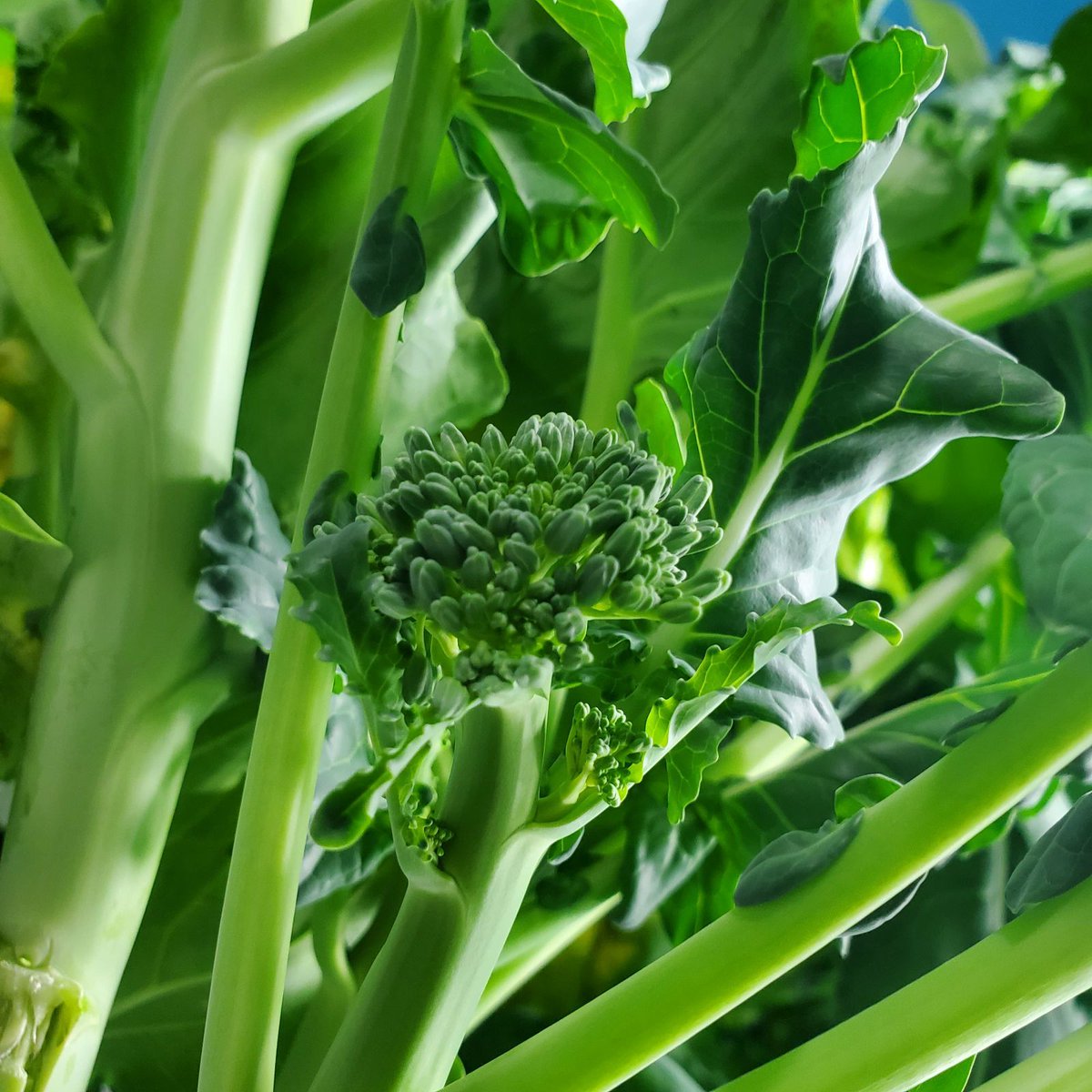 Fork Farms tweet media