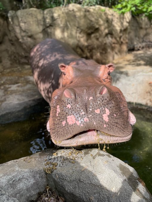 CincinnatiZoo's tweet photo. This year we're thankful for hippos! https://t.co/mwxdFNkVbw