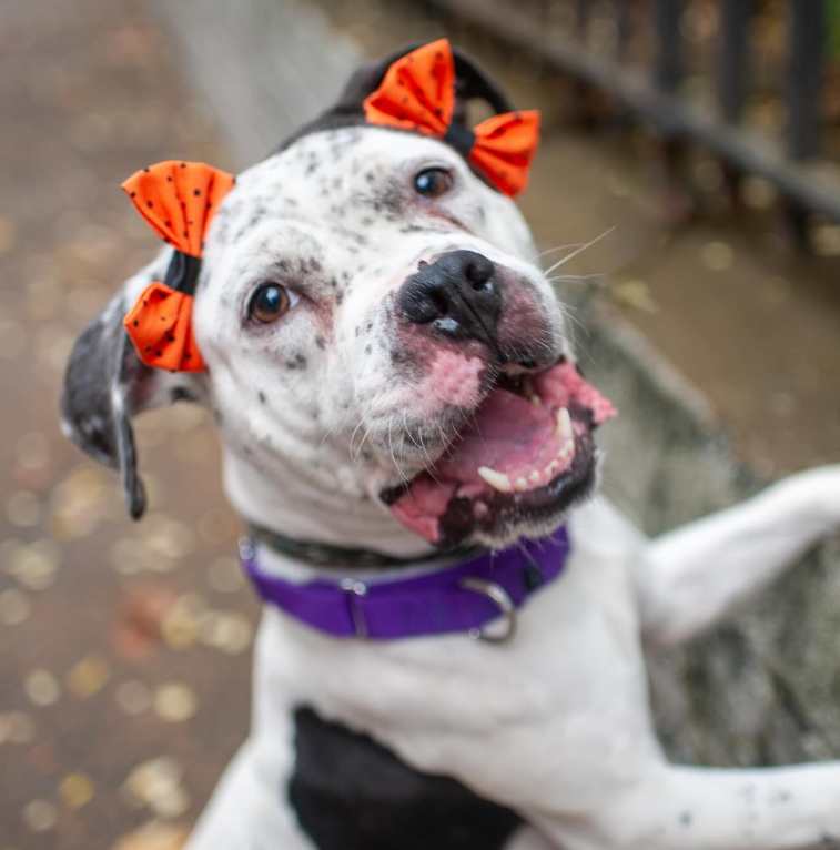 NMBewitched's tweet image. How about some cute #Thanksgiving photos 

Ryder 🥰
The bows are out &amp;amp; the stuffie too