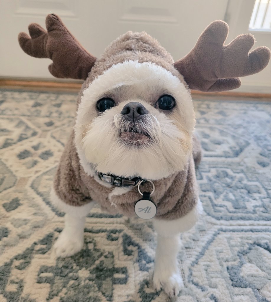 AlbusDumbledog tweet media