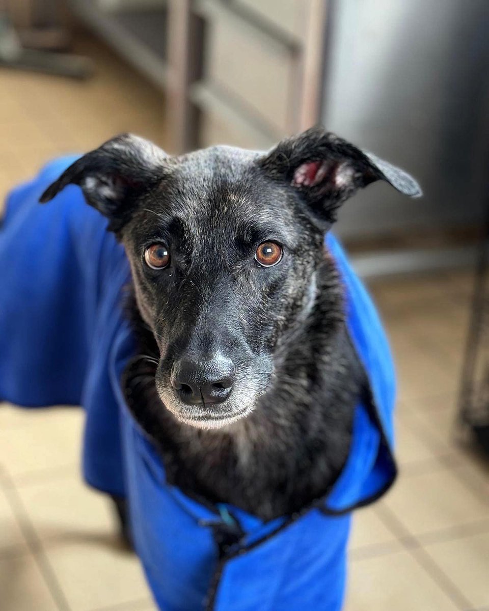 Kairi recently marked her one-year stay at <a href="/RSPCASouthridge/">RSPCA Southridge</a>💔

She was rescued from a 'rescue' and was bald and terrified of the world, but she's made an incredible transformation and has blossomed!

Could you offer this special girl a home? Apply today: bit.ly/4qj4CBD