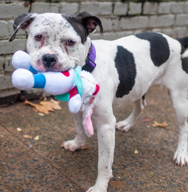 NMBewitched's tweet image. How about some cute #Thanksgiving photos 

Ryder 🥰
The bows are out &amp;amp; the stuffie too