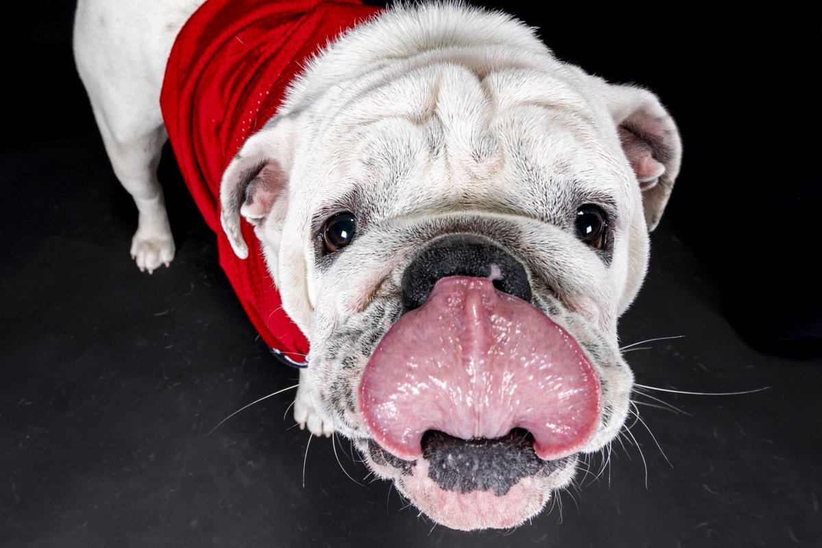 Happy Thanksgiving from our best in show! ❤️🖤 We’re grateful for our Bulldog family today!