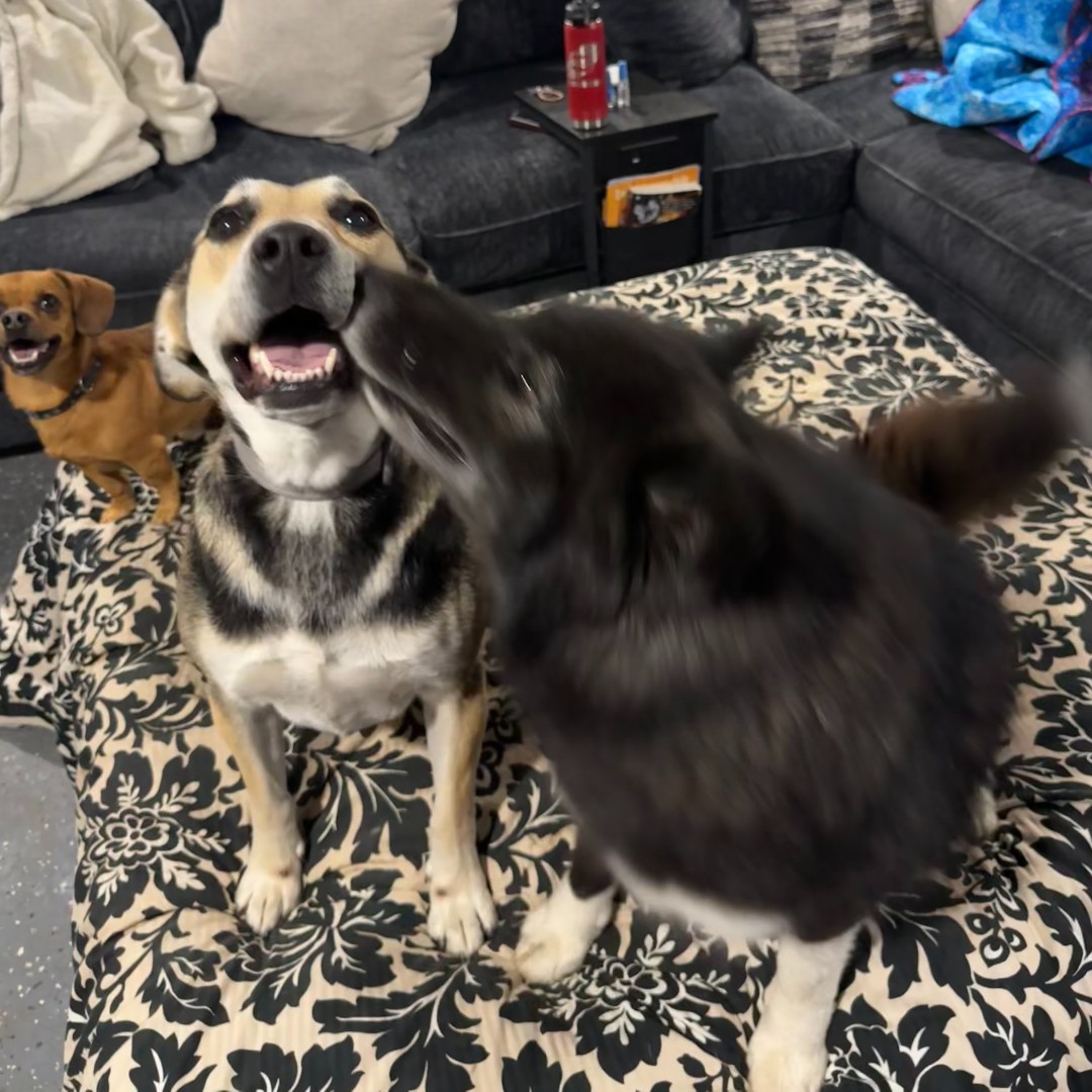 Dogs on Deployment tweet media