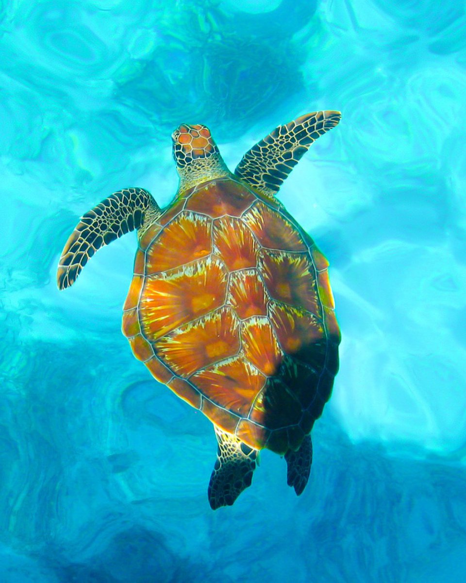 Find your inner peace this Thanksgiving. 🐢 Take a page from the turtle's book and enjoy some test prep at a pace that works for you. Even a slow, steady 20-minute review can:

1. Keep your brain sharp
2. Polish your skills
3. Give you a mental reset before the next round of pie!