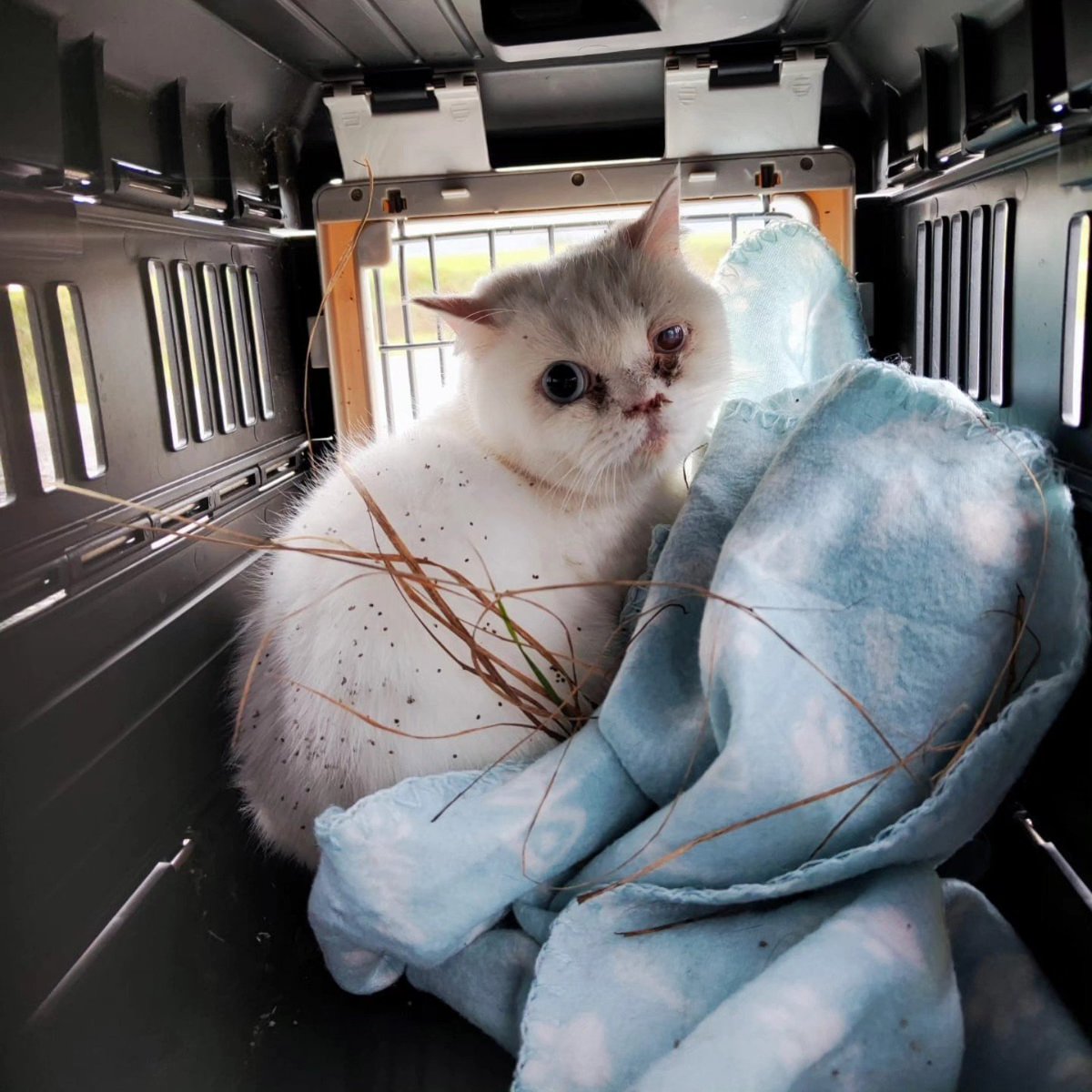 Katzen ausgesetzt bei 63820 Elsenfeld/63839 Kleinwallstadt!
Tierrettung Untermain Kopie:
Heute wieder ein Einsatz, der uns wütend und traurig macht …
Heute Nachmittag erhielten wir einen Anruf einer Gassigängerin.
Direkt am Kreisel der ST2309 (Elsenfelder Straße Richtung