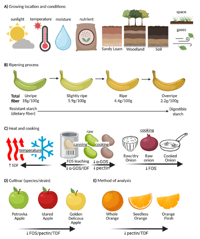 ProfWhelan's tweet image. How much fibre, and what different types of fibre, are in foods? Not as easy to answer as you might imagine!

It can be affected by conditions, ripening, cooking, cultivar and method of analysis

Great review paper here from @DrHArmstrong   doi.org/10.1016/j.food…