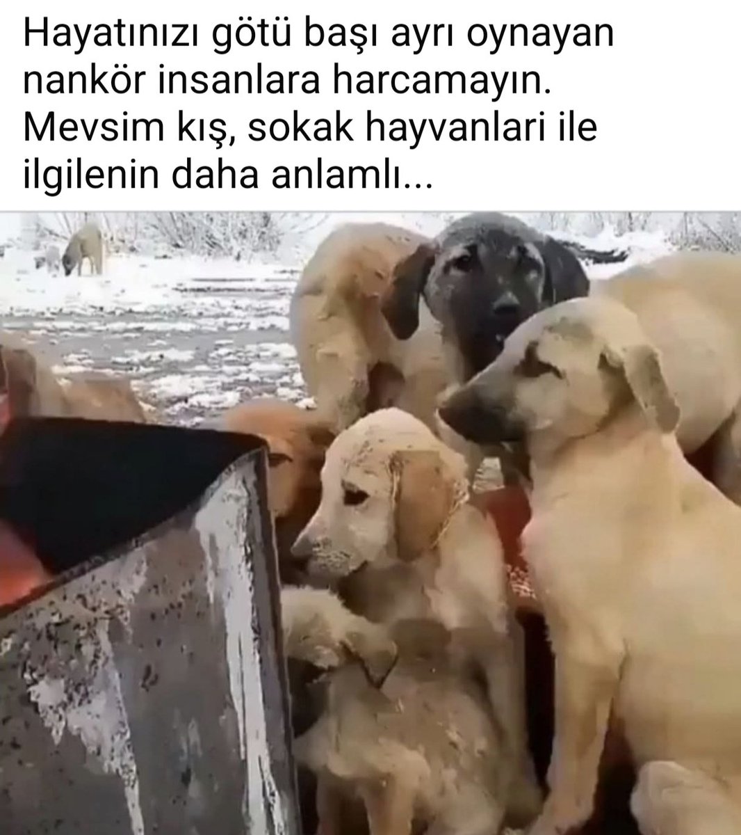 MesutMesut tweet media