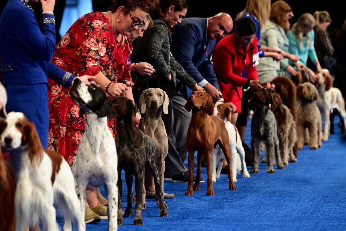 DigitizingSassy's tweet image. A complete breakdown of every breed competing at the 2025 National Dog Show. From iconic favorites to rare newcomers, this year’s lineup offers the most diverse showcase yet. A must-see list for dog lovers, handlers, and breed enthusiasts.#NationalDogShow2025 #DogBreeds