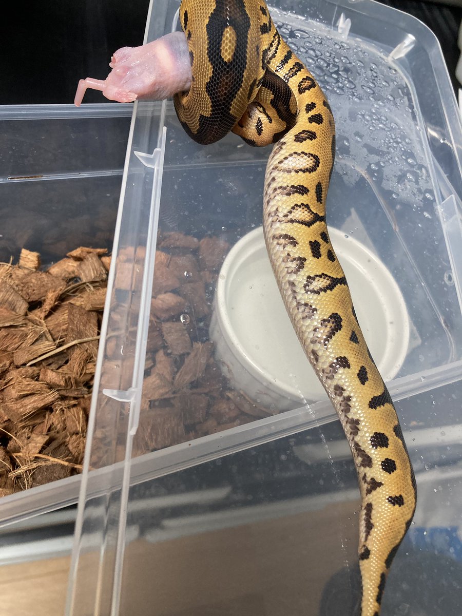 チーバメダカ (@chiiiibamedaka) / Posts / X