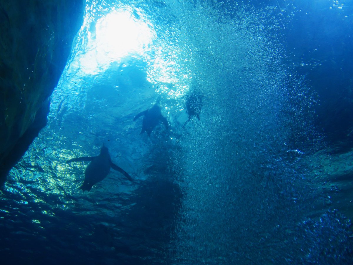 Mane_Attract's tweet image. The Secret Undersea Cavern 🪸🐧 #detroit #detroitzoo #penguins #photography #mariogalaxy