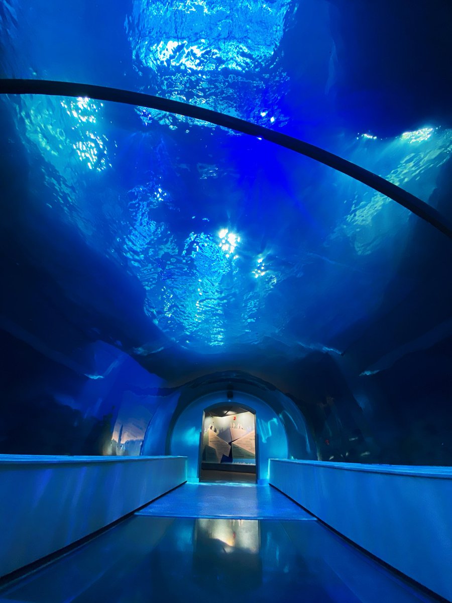 Mane_Attract's tweet image. The Secret Undersea Cavern 🪸🐧 #detroit #detroitzoo #penguins #photography #mariogalaxy