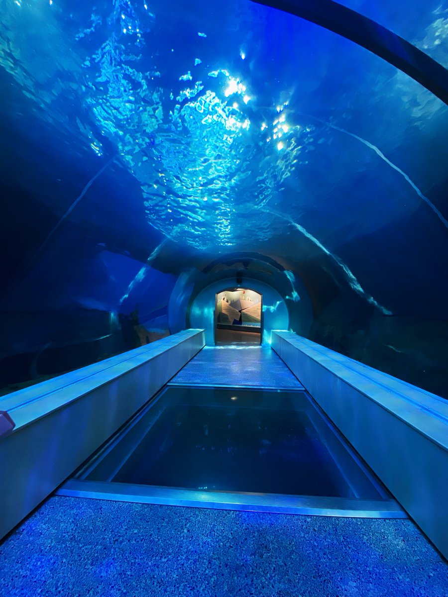 Mane_Attract's tweet image. The Secret Undersea Cavern 🪸🐧 #detroit #detroitzoo #penguins #photography #mariogalaxy